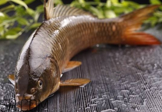 野生黃河鯉魚多少錢一斤？黃河鯉魚有幾根須