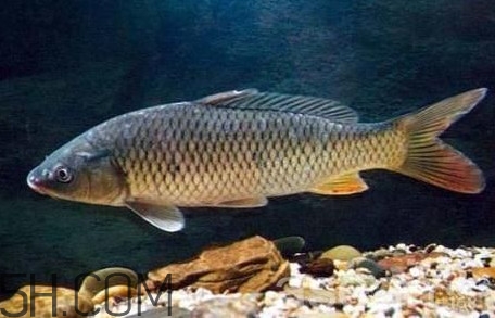 黃河鯉魚主要吃什么？黃河鯉魚和普通鯉魚的區(qū)別