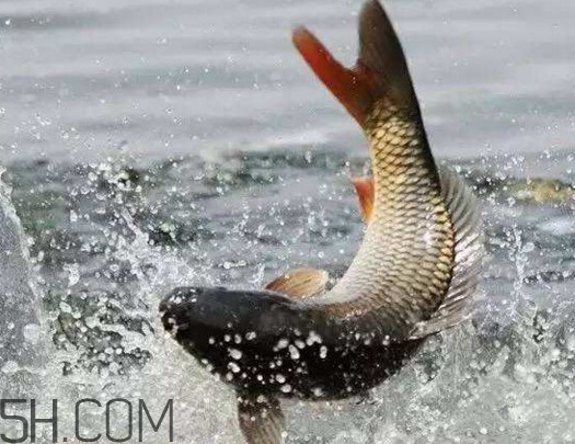 黃河鯉魚(yú)最大的有多大？黃河鯉魚(yú)怎么做好吃