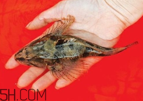 松江鱸魚(yú)哪里有？松江鱸魚(yú)什么季節(jié)吃最好