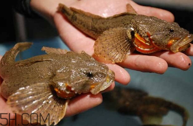 松江鱸魚多少錢一斤？松江鱸魚的松江在哪里