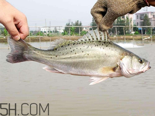 鱸魚(yú)蒸幾分鐘最好？河鱸魚(yú)和海鱸魚(yú)的區(qū)別