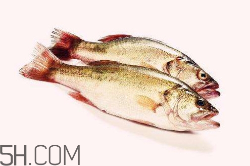 鱸魚有什么功效？鱸魚怎么養(yǎng)才不愛死