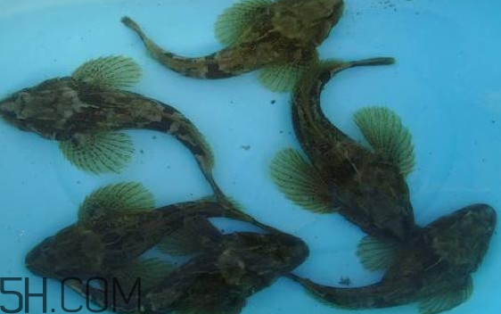 松江鱸魚怎么做？松江鱸魚養(yǎng)殖技術(shù)