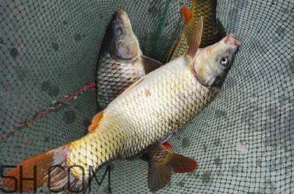 黃河鯉魚主要吃什么？黃河鯉魚和普通鯉魚的區(qū)別
