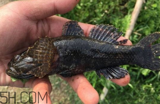 松江鱸魚能長(zhǎng)多大？塘鱧魚和松江鱸魚有什么區(qū)別