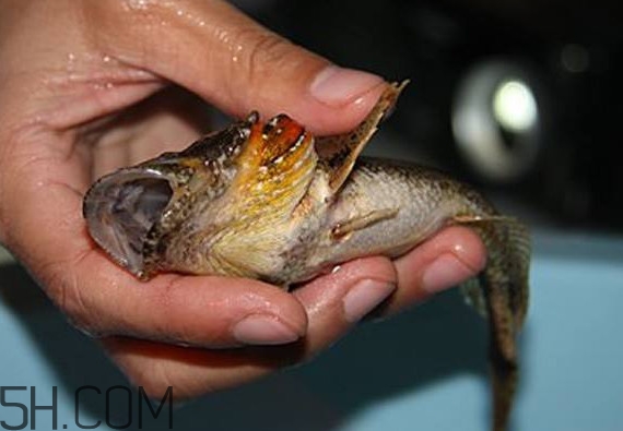 松江鱸魚產(chǎn)地在松江嗎？松江鱸魚是保護(hù)動(dòng)物嗎