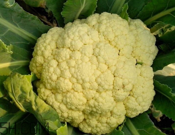 青花菜和花椰菜有什么不同？花椰菜變黃還能吃嗎