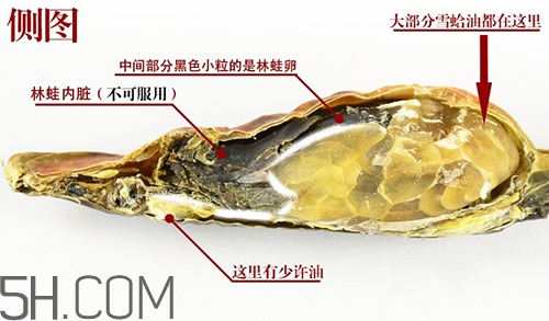 林蛙哪些部位不能吃？林蛙有什么營(yíng)養(yǎng)