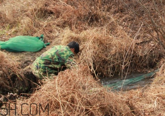 林蛙什么時(shí)候捕捉最好？林蛙主要生活在草甸子還是山上