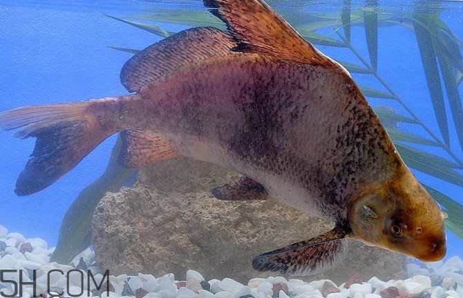 胭脂魚(yú)是什么魚(yú)？胭脂魚(yú)是保護(hù)動(dòng)物嗎