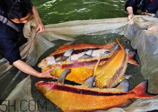 胭脂魚多少錢一斤？胭脂魚怎么做好吃