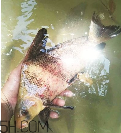 胭脂魚可以吃嗎？胭脂魚好養(yǎng)嗎