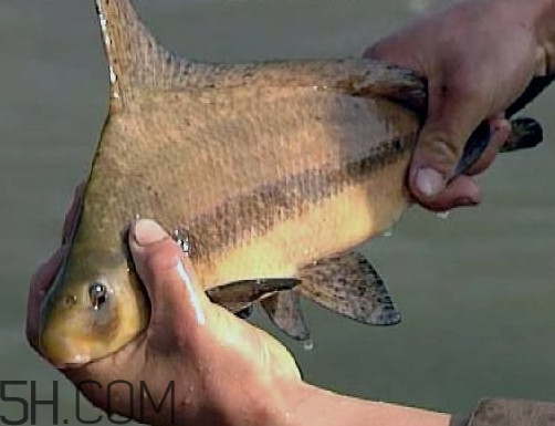胭脂魚是冷水魚嗎？胭脂魚是熱帶魚嗎