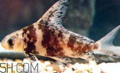 胭脂魚是冷水魚嗎？胭脂魚是熱帶魚嗎