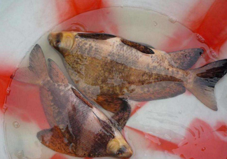 胭脂魚是冷水魚嗎？胭脂魚是熱帶魚嗎
