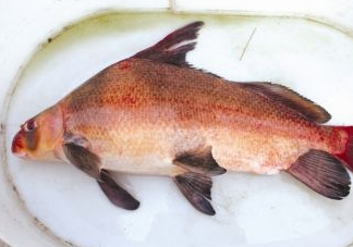 胭脂魚(yú)可以吃嗎？胭脂魚(yú)好養(yǎng)嗎