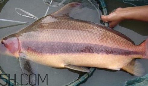 胭脂魚可以吃嗎？胭脂魚好養(yǎng)嗎