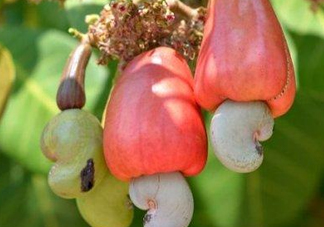 腰果是什么植物的果實(shí)？腰果果實(shí)能吃嗎