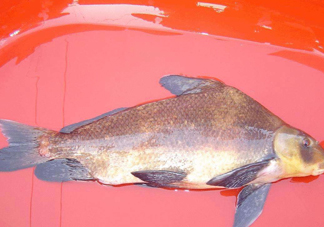 胭脂魚(yú)多少錢(qián)一斤？胭脂魚(yú)怎么做好吃