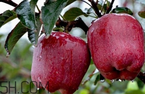 如何鑒別花牛蘋(píng)果？為什么叫花牛蘋(píng)果