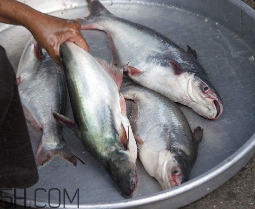 巴沙魚可以生吃嗎？巴沙魚的功效與作用