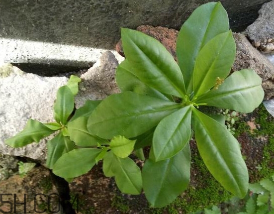 土人參有毒嗎？土人參葉子可以吃嗎？