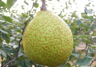 萊陽梨是哪里的？萊陽梨是什么梨