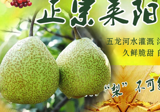 萊陽梨幾月份才會有？正宗萊陽梨哪里能買的到