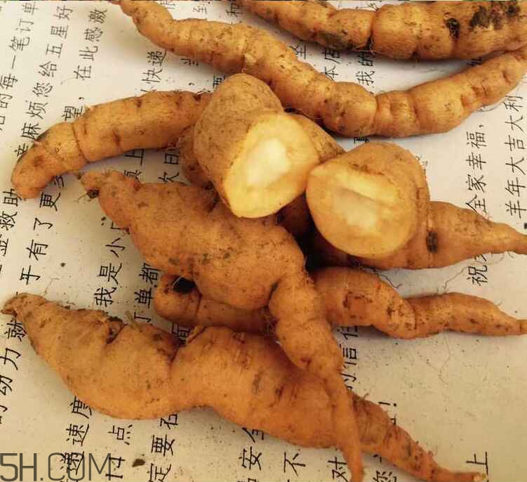 鮮地黃是什么？鮮地黃有什么功效？