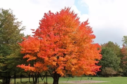 楓糖色口紅是什么顏色？楓糖色口紅試色