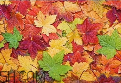 楓糖色口紅是什么顏色？楓糖色口紅試色