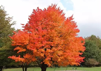 楓糖色口紅哪個(gè)牌子好？楓糖色口紅推薦