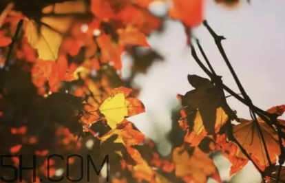 楓糖色口紅哪個(gè)牌子好？楓糖色口紅推薦
