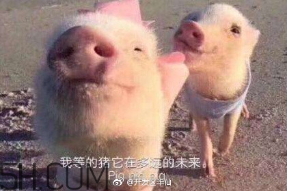 豬精女孩健康養(yǎng)生指南有哪些？豬精女孩健康養(yǎng)生指南是什么？