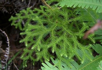 什么是伸筋草？伸筋草的功效與作用是什么？