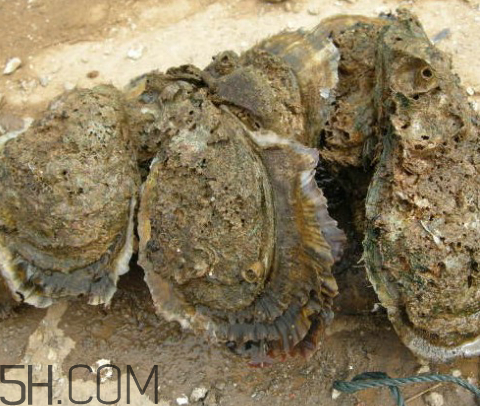 吃生蠔應(yīng)該注意哪些事項(xiàng)？生蠔與牡蠣的區(qū)別