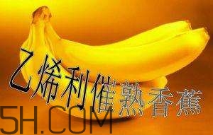 冬天可以吃葡萄嗎？冬天吃葡萄好不好？