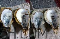 吃生蠔應(yīng)該注意哪些事項(xiàng)？生蠔與牡蠣的區(qū)別