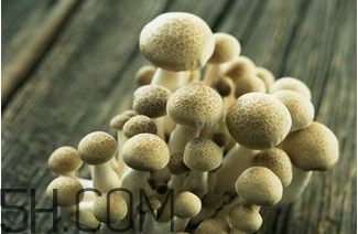 如何判斷生蠔烤熟沒(méi)有？生蠔可以和蘑菇一起吃嗎？