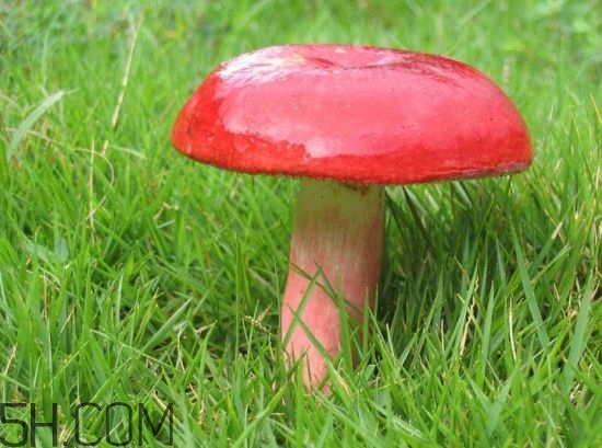 如何鑒別紅菇？紅菇的做法有哪些？