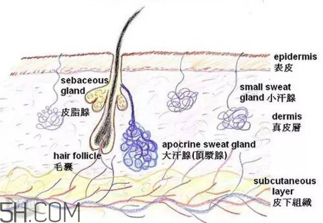 腿毛能刮嗎？腿毛能不能刮？