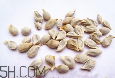 不小心吃了橘子籽怎么辦？橘子籽可以生吃嗎？