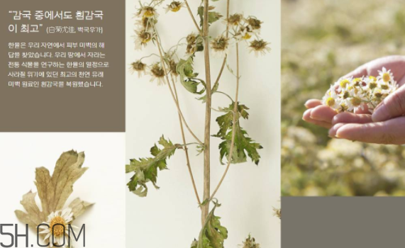 韓律護膚品怎么樣？韓律全系列介紹