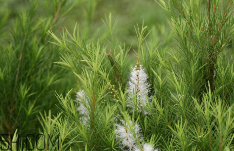 茶樹(shù)精油可以直接涂在臉上嗎？茶樹(shù)精油的功效與作用？