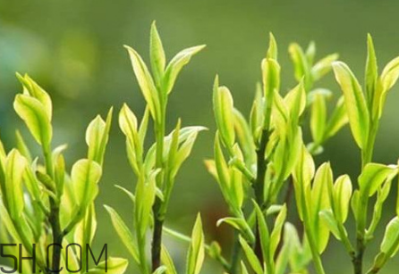茶樹(shù)精油可以直接涂在臉上嗎？茶樹(shù)精油的功效與作用？