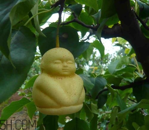 女人吃人參果有哪些好處？人參果的營養(yǎng)價值是什么？