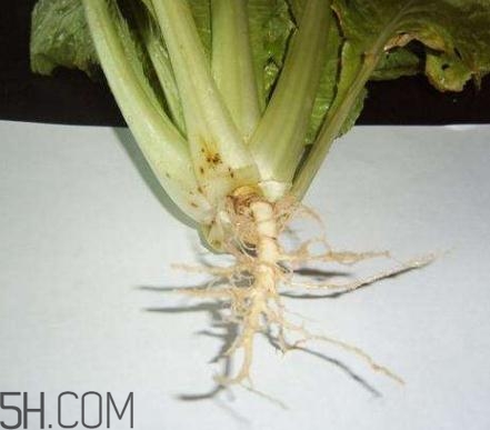 香菜根煮水怎么煮？香菜根煮水喝幾天見(jiàn)效？