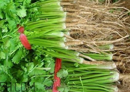 香菜根煮水能治濕疹嗎？香菜根煮水孕婦能喝嗎？