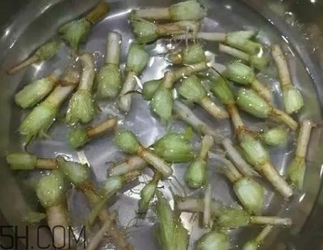 香菜根煮水能治濕疹嗎？香菜根煮水孕婦能喝嗎？